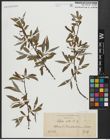 Foto von Salix alba subsp. alba L.